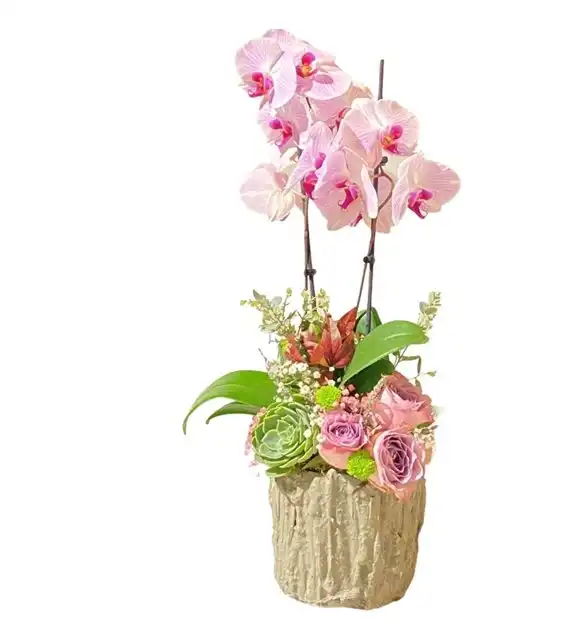 Orkide Aranjmanı