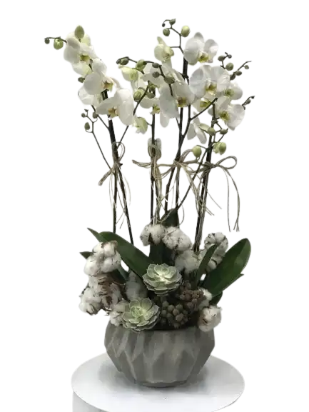 İthal Orkide Tanzimi